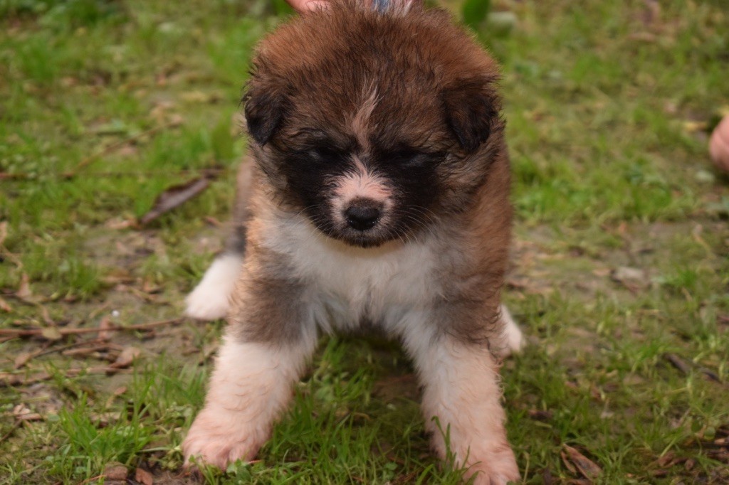 Doragon No Tani Kara - Chiot disponible  - Akita