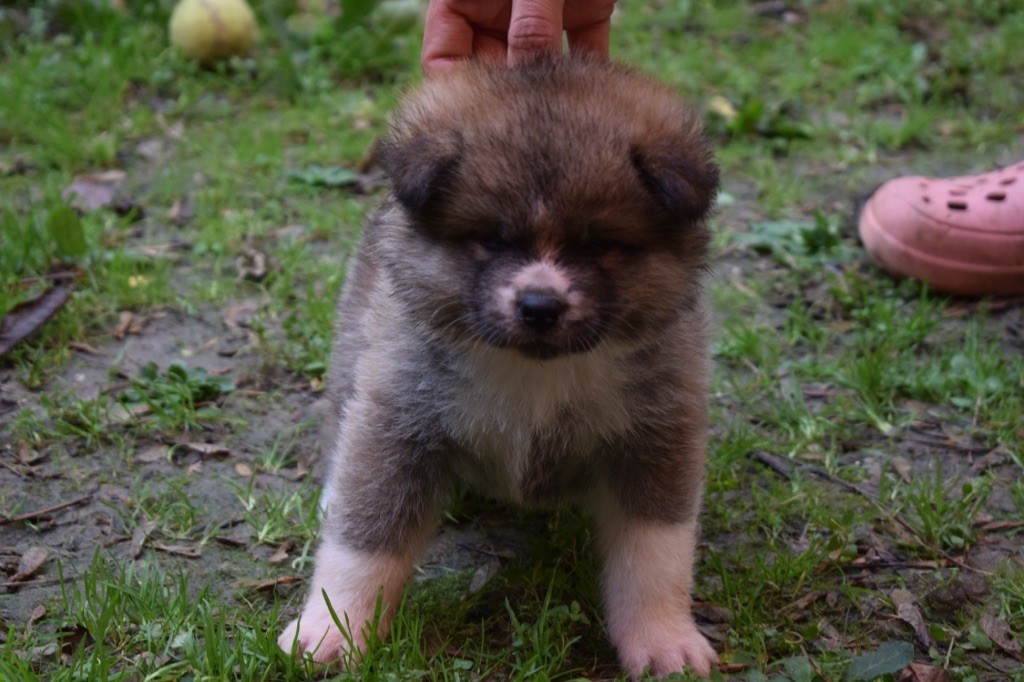 Doragon No Tani Kara - Chiot disponible  - Akita