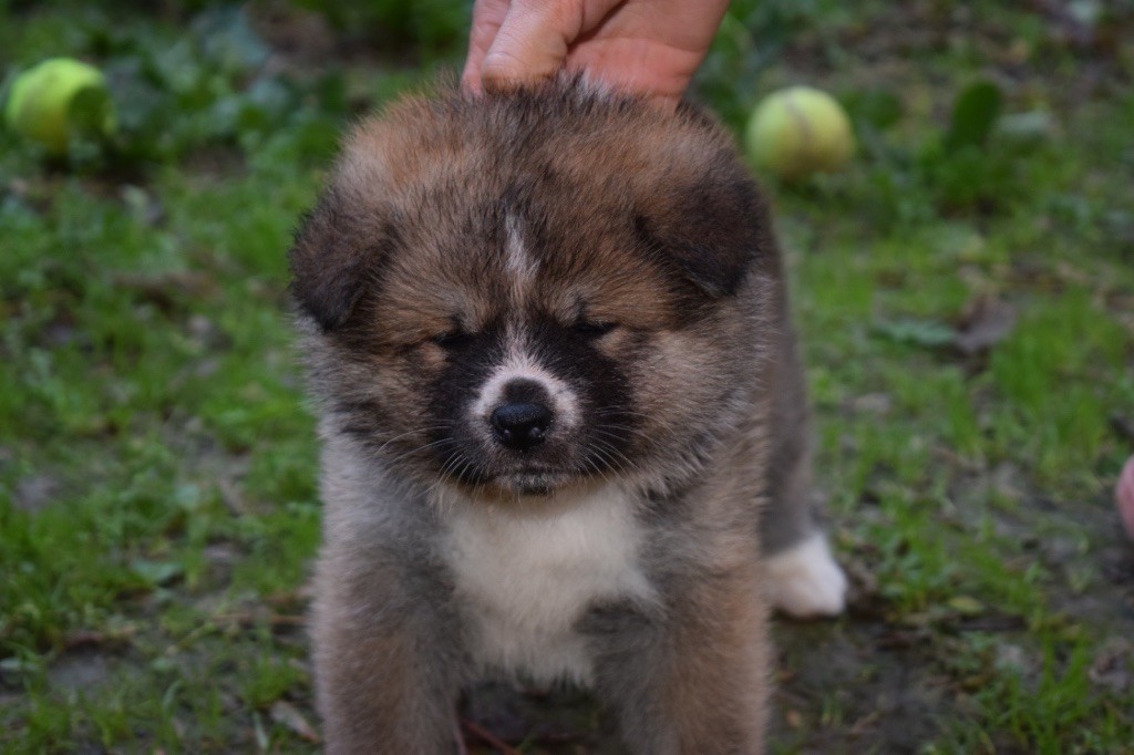 Doragon No Tani Kara - Chiot disponible  - Akita