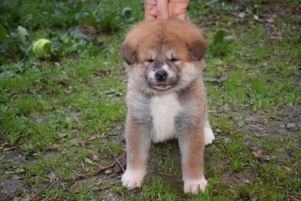 Doragon No Tani Kara - Chiot disponible  - Akita