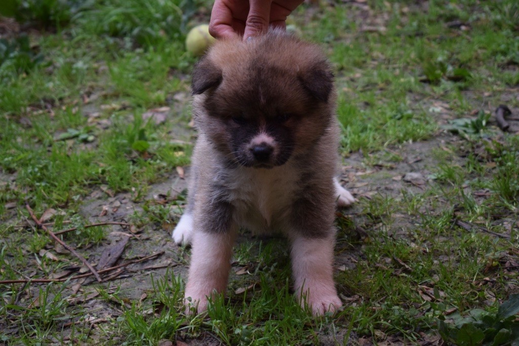 Doragon No Tani Kara - Chiot disponible  - Akita